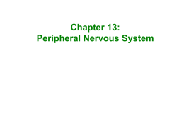 Chapter 13: Peripheral Nervous System