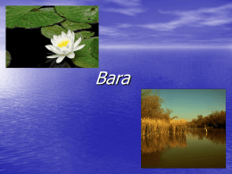Bara - WordPress.com