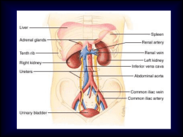 Cenni di anatomia e fisiologia del rene I reni, attraverso la