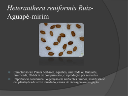 Heteranthera reniformis Ruiz- Aguapé-mirim