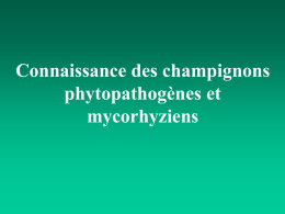 Cours : Champ. Phytopatho.