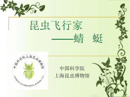 二期课改——蜻蜓 - 上海昆虫博物馆