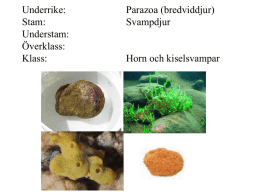 systematik zoo