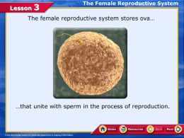 Lesson 3 female reproductive system