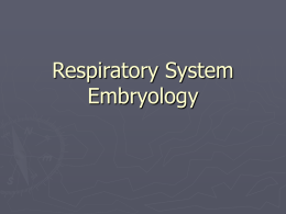 Respiratory System Embryology