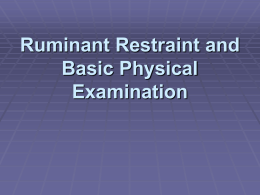 Ruminant Restraint and Basic Physical Examination