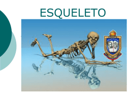 Anexo_musculo_esqueletico1