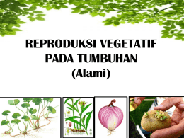 reproduksi vegetatif alami