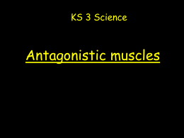 KS3 Antagonistic muscles