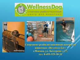 Наша презентация - Бассейн для собак. Wellnessdog