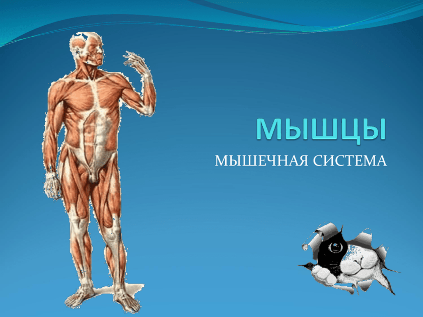 Функциональные системы мышечная система. Мышечная система человека. Мышцы презентация. Презентация на тему мышцы человека. Мышечная система человека презентация.