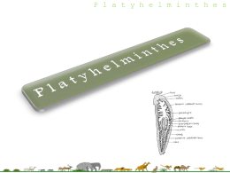 bab 8 animalia (platyhelminthes-nemathelminthes