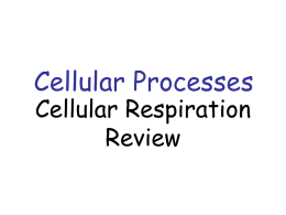 Slide Show-Cellular Respiration