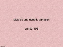 PowerPoint Presentation - Meiosis