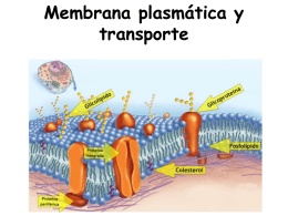 membrana_plasmatica_y_transporte_1