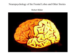 Frontal Lobe Anatomy - Center for Cognitive Neuroscience