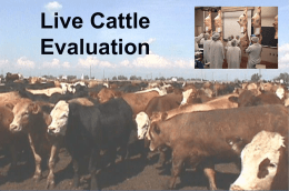 Nutritional Requirements of the Cow Herd