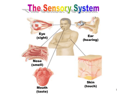 The Sensory System - Northwest Technology Center
