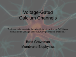 Calcium Channels - FSU Program in Neuroscience