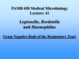 Legionella-Bordetella-Haemophilus