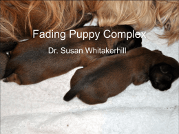 Fading Puppy Complex - NEW KAILASHA