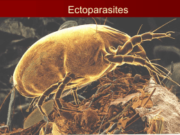 Ectoparasites - Kristin Singer