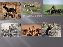 The AFRICAN wild dog