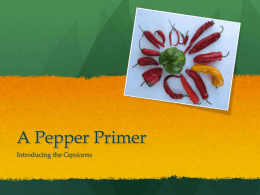 A Pepper Primer - Seed Biotechnology Center