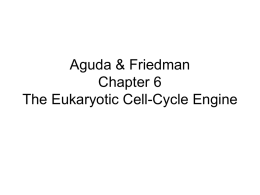 Chapter 6 The Eukaryotic Cell