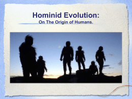 Hominid Evolution - Edgartown School