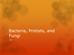 Bacteria, Protists, and Fungi