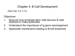 B Cell Development - Purdue University