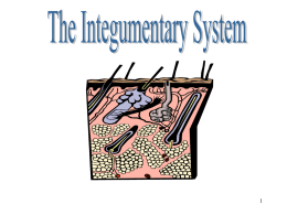 Integumentary System - Northwest Technology Center