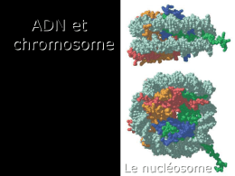 4 - DNA and Chromosomes