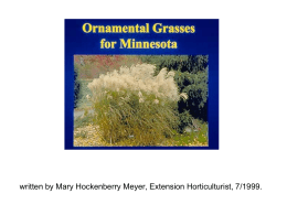 Ornamental or landscape grasses are beautiful plants to