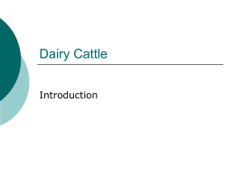 Dairy Cattle - Appoquinimink High School
