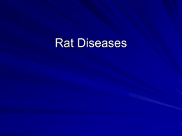 Rat Diseases - Kristin Singer
