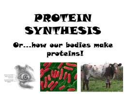 RNA and Protein Synthesis - Ms. Nevel's Biology Website
