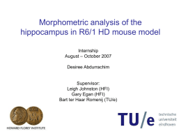 Morphometric analysis of the hippocampus in R6/1 HD mouse
