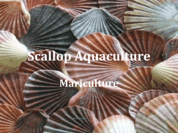 Scallop Aquaculture - Dauphin Island Sea Lab