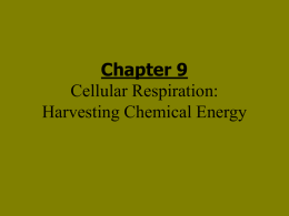 PowerPoint Presentation - Chapter 9 Cellular Respiration