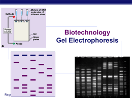 Biotech- electrophoresis . ppt