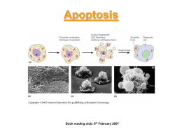 Apoptosis - Groups