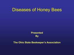Diseases of Honey Bees - Ohio State Beekeepers Association