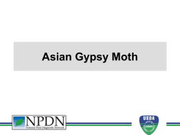 Asian Gypsy Moth