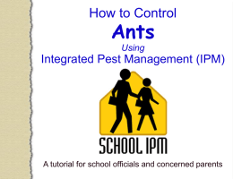 How to Control Ants Using Integrated Pest Management