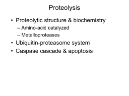 Proteolysis - Georgia Institute of Technology