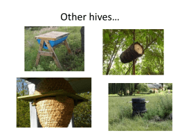 Other hives… - Koanga Institute