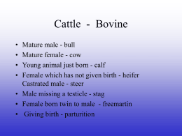 Cattle - Bovine