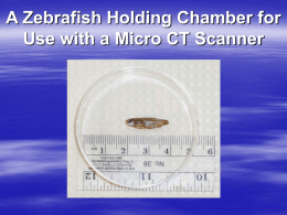 A Zebrafish Holding Chamber for Use with a Micro CT Scanner